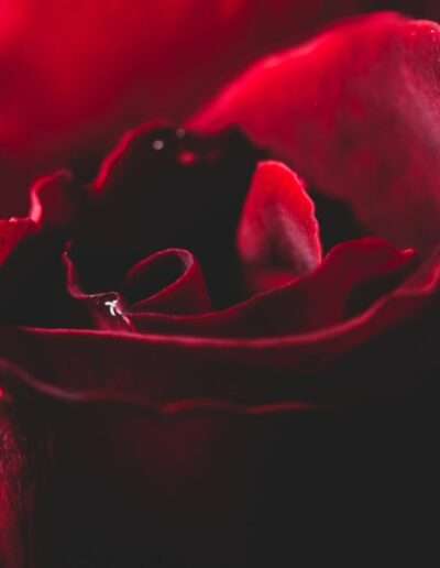 pomme damour 13 Galerie